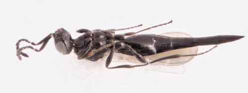 Réf. 301 196 : Platygaster munita
